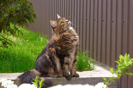 Black tabby Maine Coon cat relaxing on green grass in park. Pets walking outdoor adventure. cat close upの写真素材