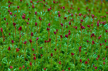 Bright pink flower buds on green foliage. floral background.の写真素材