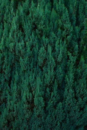 Green branches of juniper closeup. natural background textureの写真素材
