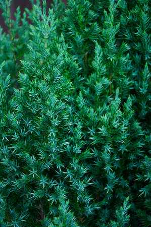 Green branches of juniper closeup. natural background texture