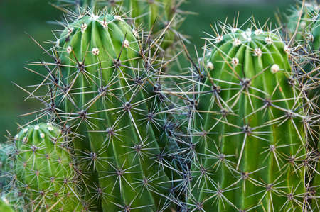 Green cactus with large spines. close-up. green natural background