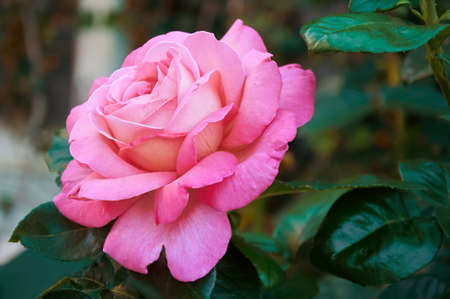 Pink rose close-up in summer in the garden. beautiful floral background. Valentine's day and holidays. love and tendernessの写真素材