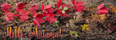 Red leaves of wild grapes on a tree bark. Natural nature background with the inscription Hello Autumn.の写真素材