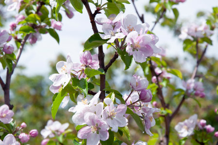 Blooming fruit tree. Pink Cherry Blossom flower on a warm spring dayの写真素材