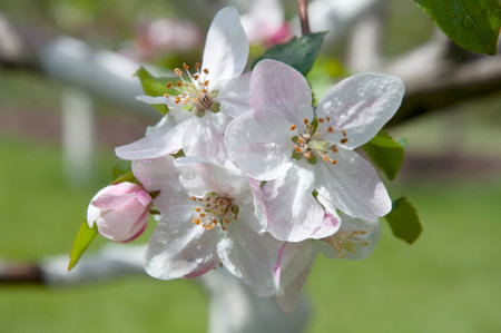 Blooming fruit tree. Pink Cherry Blossom flower on a warm spring dayの写真素材