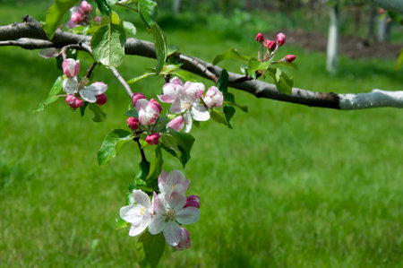Blooming fruit tree. Pink Cherry Blossom flower on a warm spring dayの写真素材