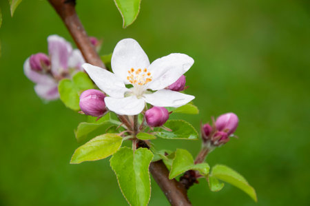 Blooming fruit tree. Pink Cherry Blossom flower on a warm spring dayの写真素材