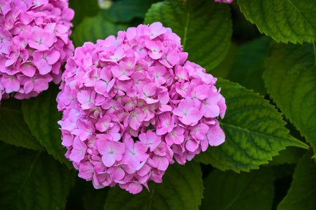 Pink hydrangea flowers close-up in the garden. selective focusの写真素材