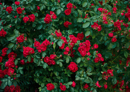 Large bush with many red roses close-up. beautiful floral background.の写真素材