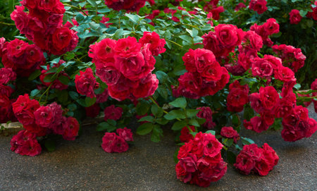 Large bush with many red roses close-up. beautiful floral background.の写真素材
