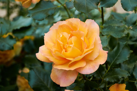 Yellow rose close-up in the garden. Beauty and tenderness, holiday. Natureの写真素材