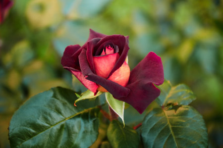 Dark red rose with a yellow center in the garden close-up. beautiful floral background. Valentine's day and holidays. Loveの写真素材