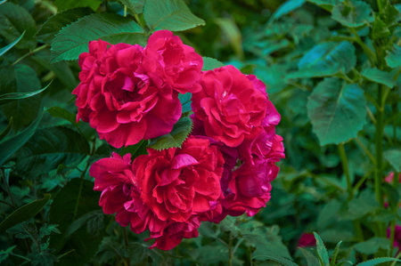 Large bush with many red roses close-up. beautiful floral background.の写真素材