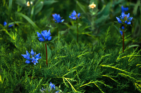 Beautiful blue flowers in green grass close-up.の写真素材