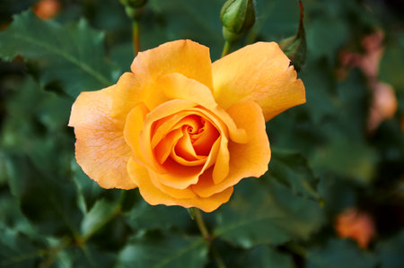Yellow rose close-up in the garden. Beauty and tenderness, holiday. Natureの写真素材