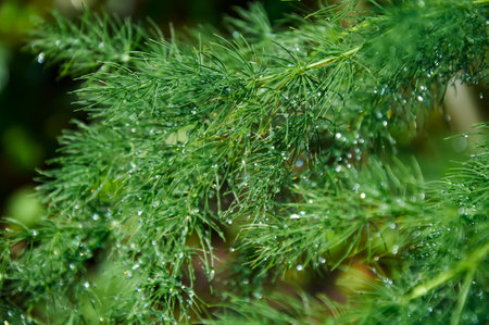 Raindrops on a green asparagus bush on a sunny summer day close-up.の写真素材