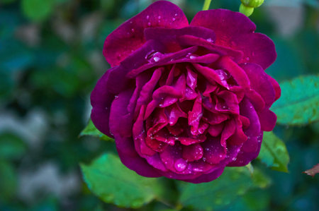 Pink rose with raindrops close-up in the garden. Sunny summer day after rain.の写真素材