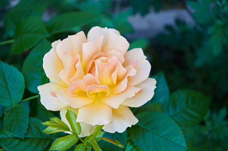 Yellow rose close-up in the garden. Beauty and tenderness, holiday. Natureの写真素材
