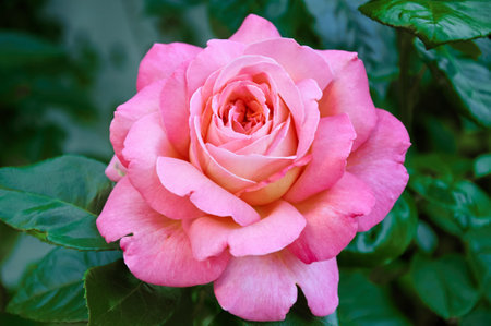 Pink rose close-up in summer in the garden. beautiful floral background. Valentine's day and holidays. love and tendernessの写真素材