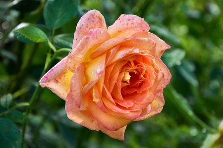 Yellow rose with raindrops in the garden. Sunny summer day after rain.の写真素材