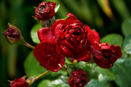 Red roses with raindrops in the garden. Sunny summer day after rain.の写真素材
