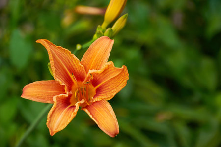 Orange lilies in the garden close-up. selective focusの写真素材