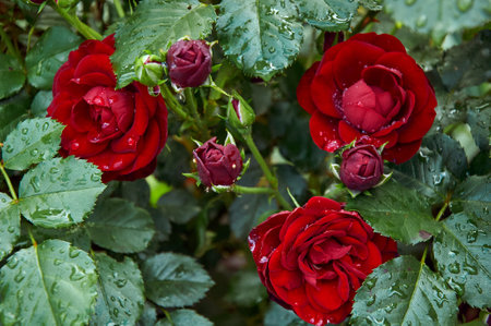 Red roses with raindrops in the garden. Sunny summer day after rain.の写真素材