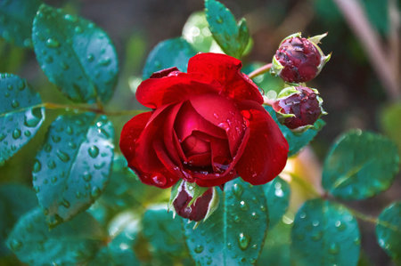 Red roses with raindrops in the garden. Sunny summer day after rain.の写真素材