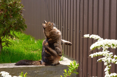 Maine Coon cat stands on its hind legs in the park. Pets walking outdoor adventure.の写真素材