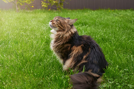Black tabby Maine Coon cat relaxing on green grass in park. Pets walking outdoor adventure. cat close upの写真素材