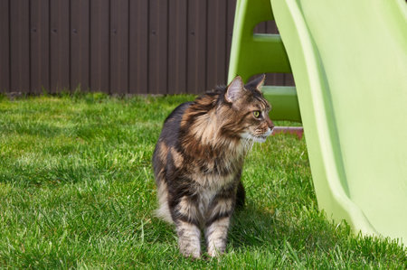 Black tabby Maine Coon cat relaxing on green grass in park. Pets walking outdoor adventure. cat close upの写真素材