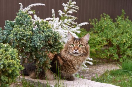 Black tabby Maine Coon cat relaxing on green grass in park. Pets walking outdoor adventure. cat close upの写真素材