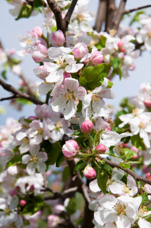 Blooming fruit tree. Pink Cherry Blossom flower on a warm spring dayの写真素材