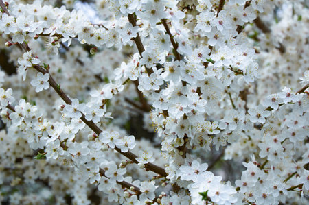 Blooming fruit tree. White Cherry Blossom flower on a warm spring dayの写真素材
