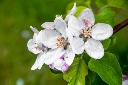 Blooming fruit tree. Pink Cherry Blossom flower on a warm spring dayの写真素材