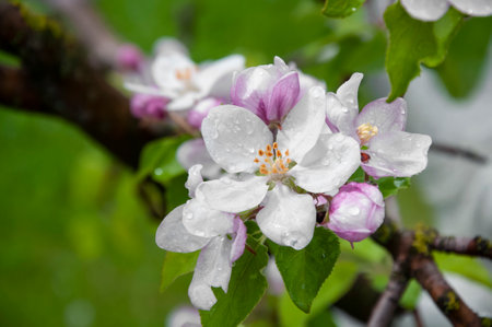Blooming fruit tree. Pink Cherry Blossom flower on a warm spring dayの写真素材