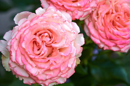 Pink rose close-up in summer in the garden. beautiful floral background. Valentine's day and holidays. love and tendernessの写真素材