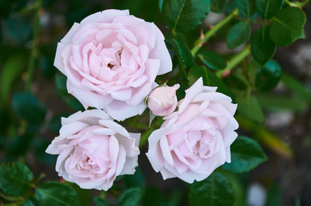 Pink rose close-up in summer in the garden. beautiful floral background. Valentine's day and holidays. love and tendernessの写真素材