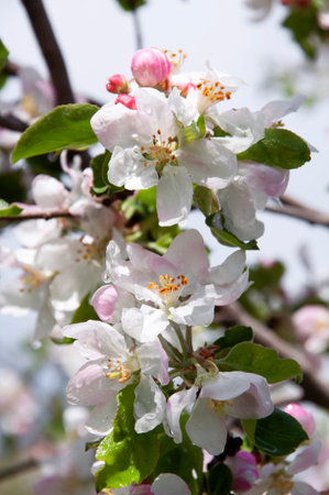 Blooming fruit tree. Pink Cherry Blossom flower on a warm spring dayの写真素材