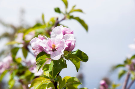 Blooming fruit tree. Pink Cherry Blossom flower on a warm spring dayの写真素材