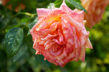 Pinkrose with raindrops in the garden. Sunny summer day after rain.の写真素材