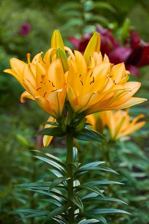 Orange lilies in the garden close-up. selective focusの写真素材
