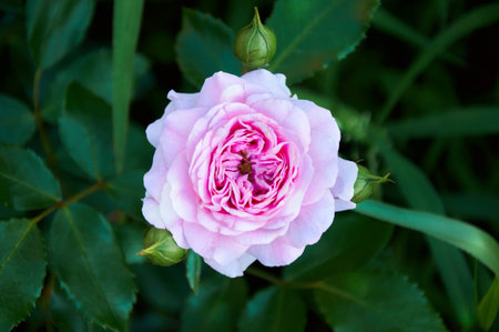 Pink rose close-up in summer in the garden. beautiful floral background. Valentine's day and holidays. love and tendernessの写真素材