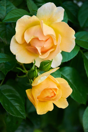 Yellow roses close-up in the garden. Beauty and tenderness and celebration. Natureの写真素材