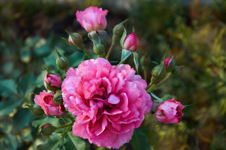 Pink roses close-up in summer in the garden. beautiful floral background. Valentine's day and holidays. love and tendernessの写真素材