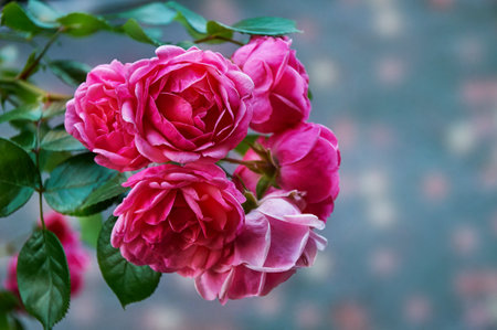 Pink rose close-up in summer in the garden. beautiful floral background. Valentine's day and holidays. love and tendernessの写真素材