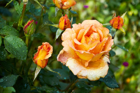 Yellow rose with raindrops in the garden. Sunny summer day after rain.の写真素材
