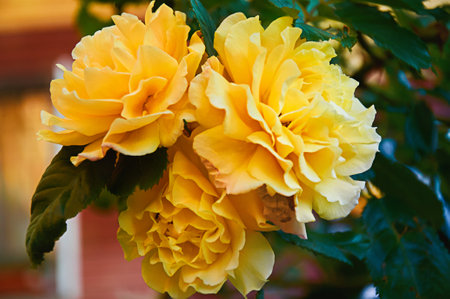 Yellow roses close-up in the garden. Beauty and tenderness, holiday. Natureの写真素材