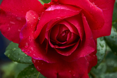 Red rose with raindrops in the garden. Sunny summer day after rain.の写真素材