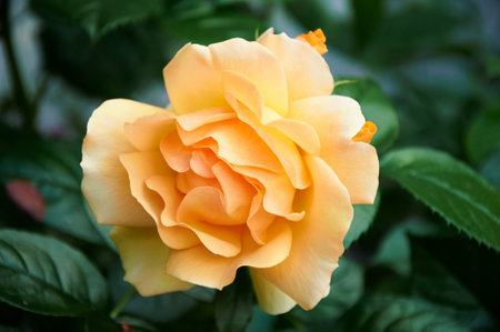Yellow roses close-up in the garden. Beauty and tenderness and celebration. Natureの写真素材
